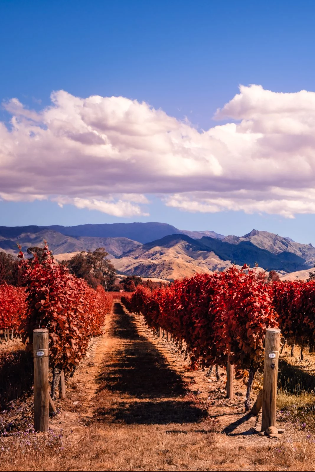 South island, New Zealand