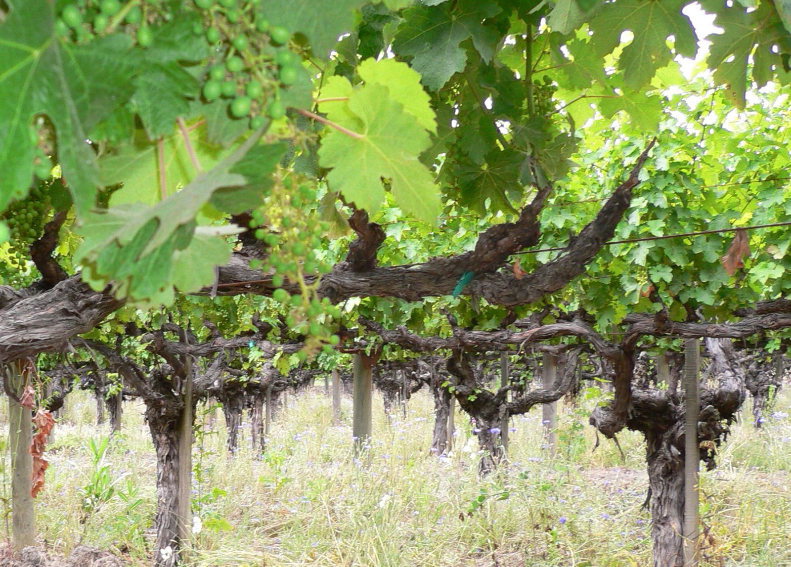 Old_vine_cabernet