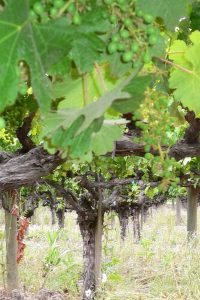 Old_vine_cabernet