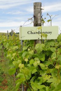 Chardonnay