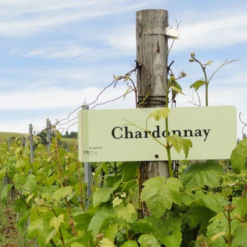 A Rose by Any Other Name