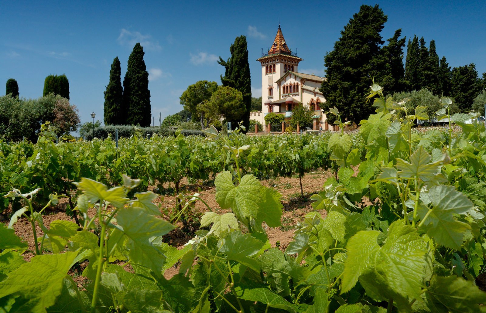 Rioja Vineyards