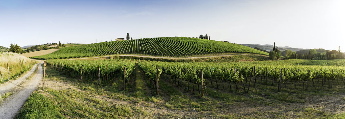 Tuscan Vineyards
